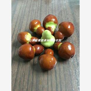 枣树活苗嫁接二代葫芦枣树苗脆甜枣苗北方南方种植当年结果果树苗