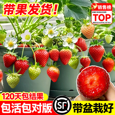 正宗特大草莓苗秧四季结