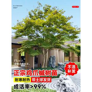 小叶鸡爪槭树苗原生苗丛生鸡爪红枫树苗盆景庭院别墅风景大树绿植