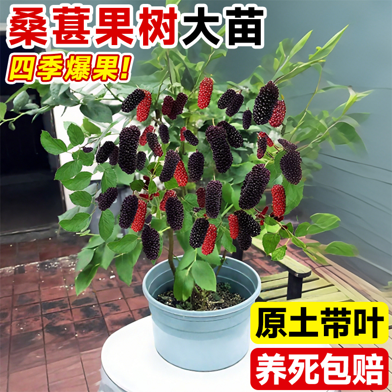 桑葚树苗台湾长果桑苗盆栽地栽无核大十桑椹好养易活南北四季可种