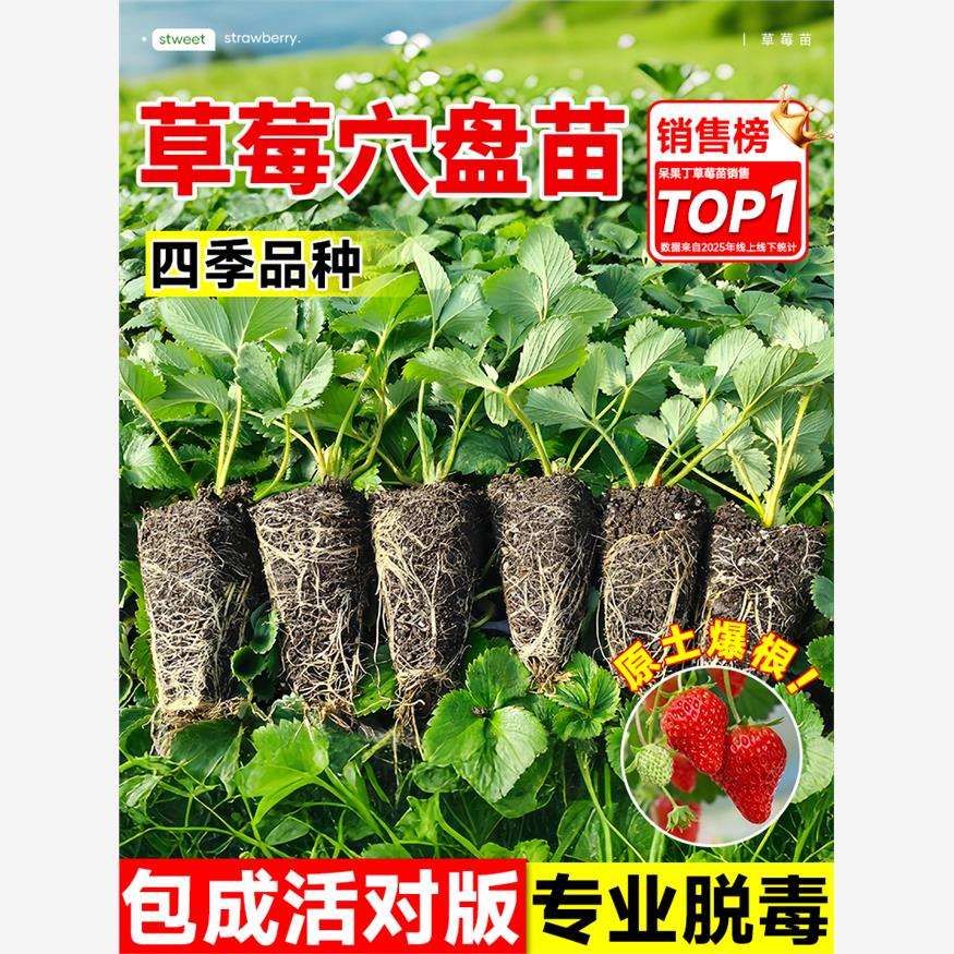 草莓苗秧四季结果盆栽种
