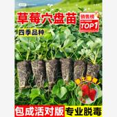 草莓苗秧四季 结果盆栽种子穴盘苗奶油特大号优质玄玉红颜隋珠
