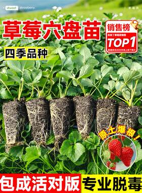 草莓苗秧四季结果盆栽种