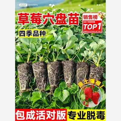 草莓苗秧四季结果盆栽种