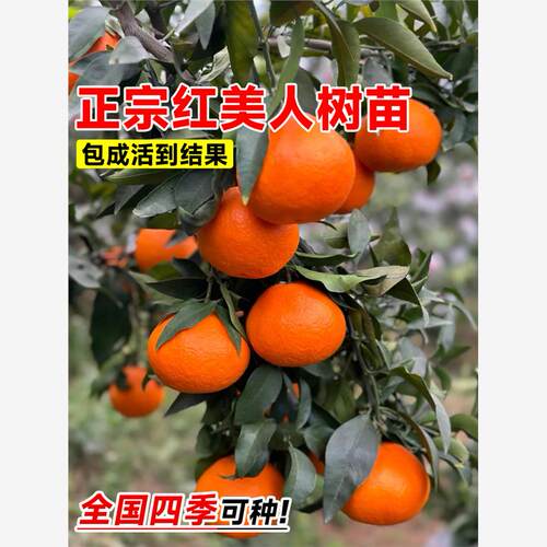 正宗红美人柑橘树苗象山
