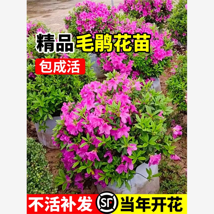 毛杜鹃夏娟花苗工程绿化