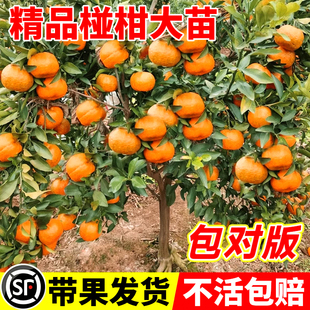 碰柑苗嫁接碰柑苗柑橘树苗嫁接柑桔苗芦柑桔子树苗芦柑苗川果苗木