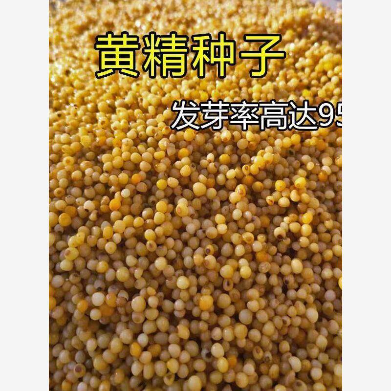 新鲜黄精种子鸡头黄精老虎姜多花黄精滇黄精药材种籽【正品保障】