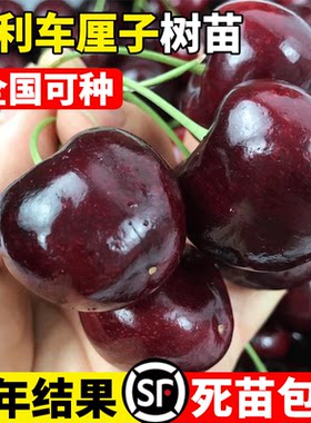 智利车厘子树苗特大樱桃