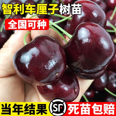 智利车厘子树苗特大樱桃