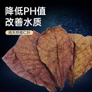 榄仁叶降低鱼缸PH值降酸调节改善水质自然菌10pc50pcs