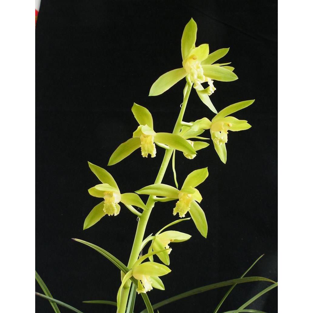 精品兰花*翠定荷素* 正宗老种名贵蕙兰四大素心之一【浙江嘉兰】