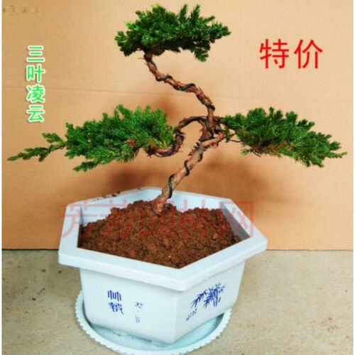 迎客松盆景树枝小盆栽中式老桩植物F小型地柏绿植花盆罗汉松盘景