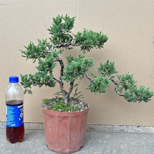 松柏济州真柏盆景迎客悬崖造型植B物老桩室外阳台绿植盆栽四季常