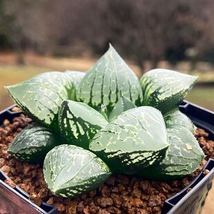 优选实生寿十二卷 实生选拔 玉露十F二卷 多肉植物盆栽 一物一拍