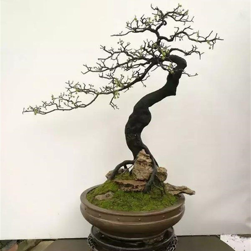 金弹子老桩盆景原生v带果母桩带花公树小山灌木,鲜花速递/花卉仿真/绿植园艺,造型盆景,淘宝优惠券,粉丝福利购,淘宝优惠卷