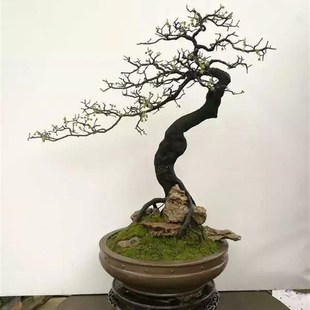 金弹子老桩盆景原生v带果母桩带花公树小山灌木