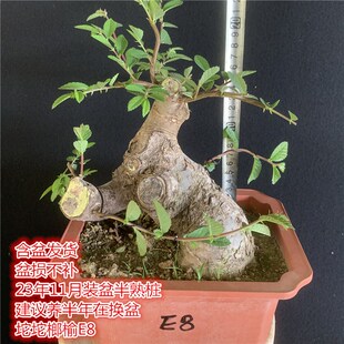 耐寒小叶榔榆怪异耐热榆木疙瘩矮霸坨坨造L型室外老桩榆钱阳台盆