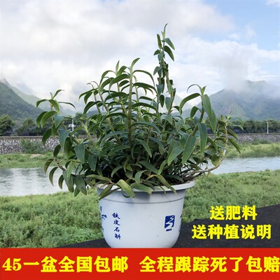 三年生铁皮石斛苗盆栽 铁皮枫斗 鲜条 红杆软脚 S驯化苗大种苗盆