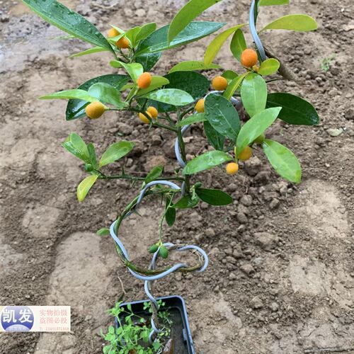 金豆盆景年宵绿植盆栽过年四w季老桩金黄冬季可食用春季金桔金豆