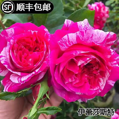 欧月无刺b伊蕾莎斯特爬藤本月季花苗大花红色条纹庭院好养四季开
