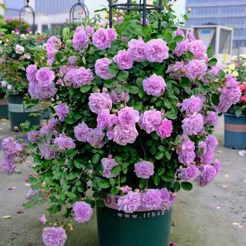 蓝色阴雨藤本月季花苗多季开花适合阳台栅栏N庭院爬藤植物花卉盆
