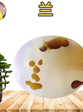 武当山藏石马达加斯加海洋玉髓草花玛瑙石收藏观赏石天然文字兰
