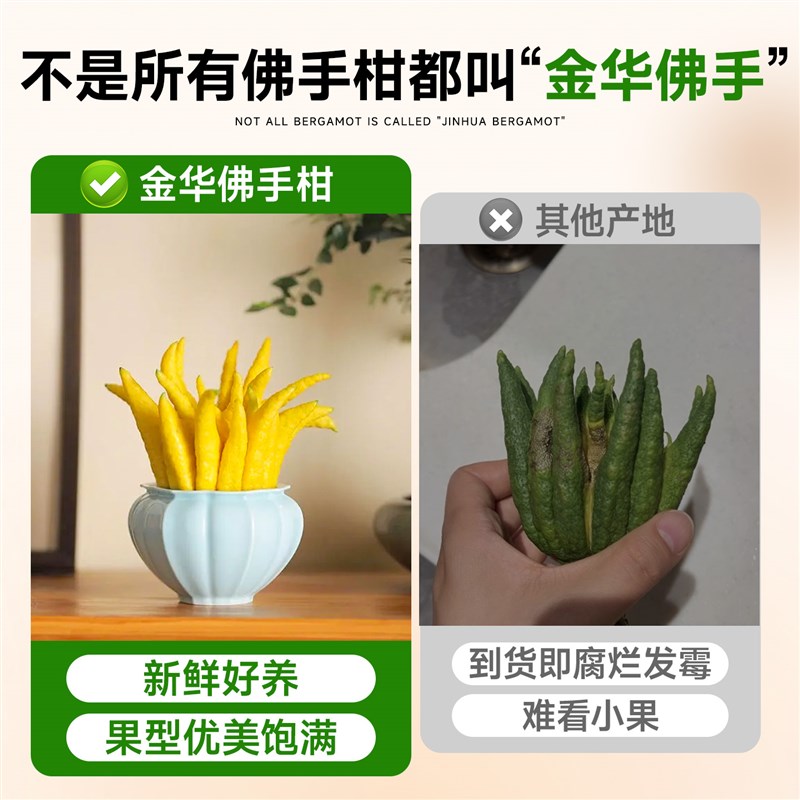 水培植物佛手柑现摘新鲜可食用闻香薰观赏桌面摆件懒人好养的绿植