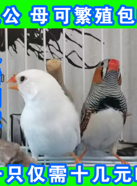 珍珠灰色珍珠白色和珍珠驼色一公一母可繁殖可爱鸟笼鸟可锻炼手养