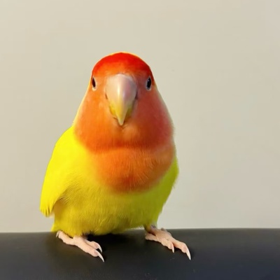 可爱的目的黄色可繁殖