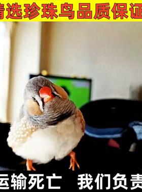 珍珠灰色珍珠白色和珍珠驼色可繁殖一公一母可爱鸟粘人鸟宠物小鸟