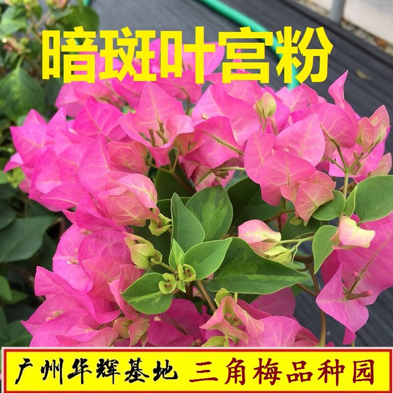 勤花暗斑宫粉三角梅爬藤植物盆栽带花盆客厅M庭院四季开花新款包