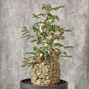 象足漆树 籽播实生l园艺小苗 块根植物 多肉绿植 庭院盆景花卉包