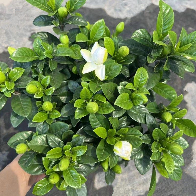 栀子花盆栽带花苞阳台庭院花园多C年生带香味木本绿植花卉耐晒耐,鲜花速递/花卉仿真/绿植园艺,时令草本花卉,淘宝优惠券,粉丝福利购,淘宝优惠卷