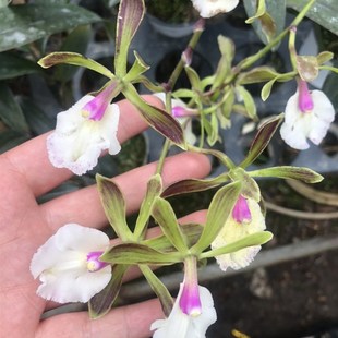 树兰白粉色带花苞原盆p原土室内外办公室好养绿植花卉洋兰耐看