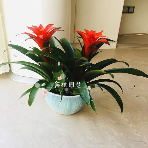 室内植物c鸿运当头红星凤梨花盆栽开业乔迁送礼绿植花卉盆景