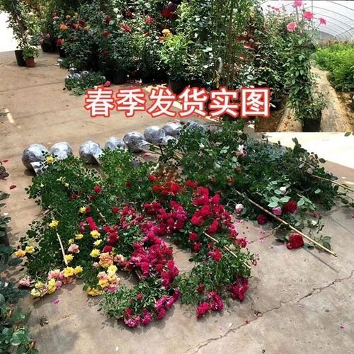 1.6米b大苗 藤本月季蔷薇花苗大花爬藤植物四季开花卉浓香玫瑰盆