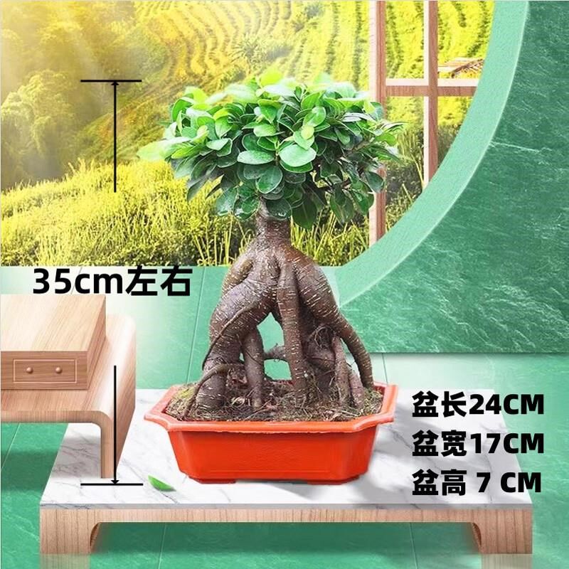 8字型S型小叶榕树人参榕盆景y室内阳台净化空气绿植盆栽四季常青