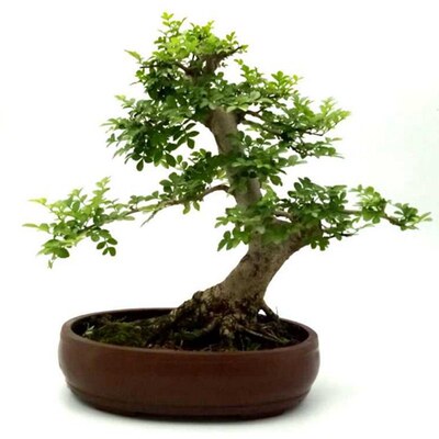 对节白蜡精品老桩悬崖大树造型盆景E绿植阳台盆栽耐寒易养一物一