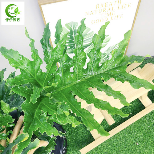 春羽大盆栽植物水培老桩办公室内绿植龟背竹耐阴四季X常青观叶植