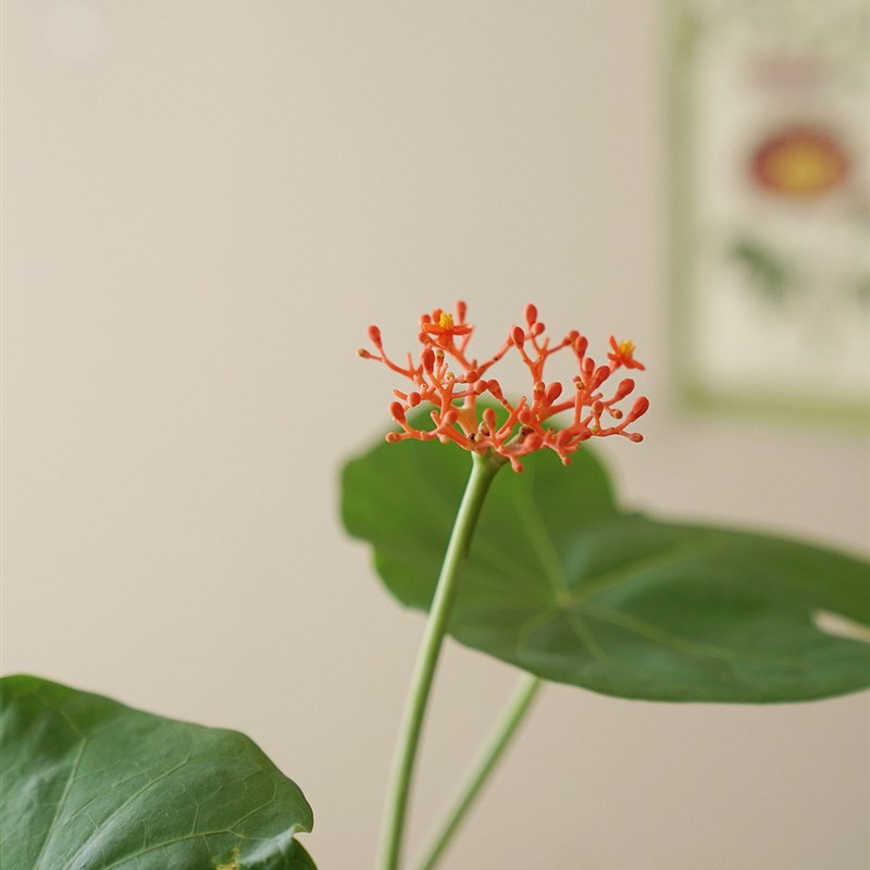 植物私生活 佛肚海棠小众insD风耐养耐旱开花结果观叶植物