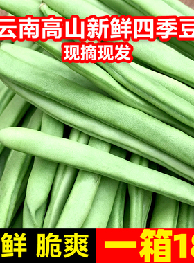 云南四季豆新鲜现摘油豆角露天嫩豇豆批发应季农家时令蔬菜