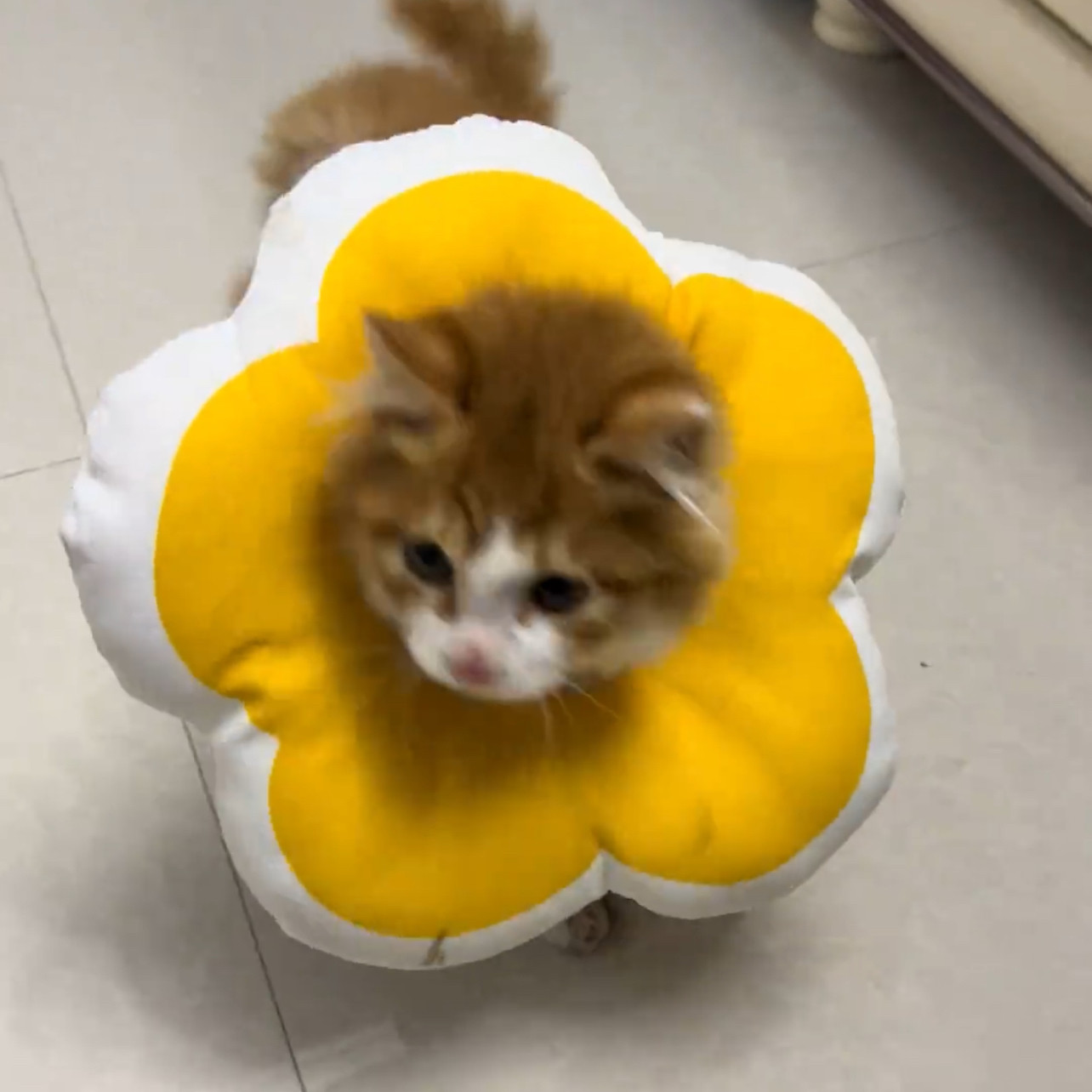 花朵黄色防水舔软头套宠物用品伊脖圈伊丽莎白圈猫咪防舔绝育项圈,宠物/宠物食品及用品,宠物伊丽莎白圈,淘宝优惠券,粉丝福利购,淘宝优惠卷