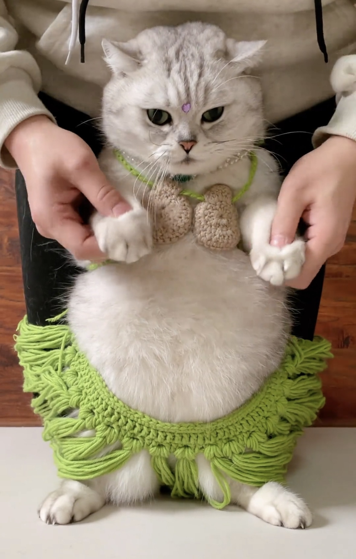 宠物搞笑头饰法斗柯基橘猫清凉草裙版夏季比基尼拍摄道具搞怪衣服