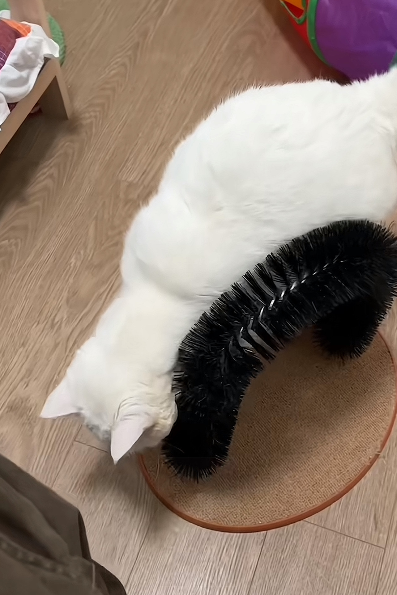 宠物自助拱形蹭毛器动物梳毛刷新款2026简约猫用抓痒猫玩具