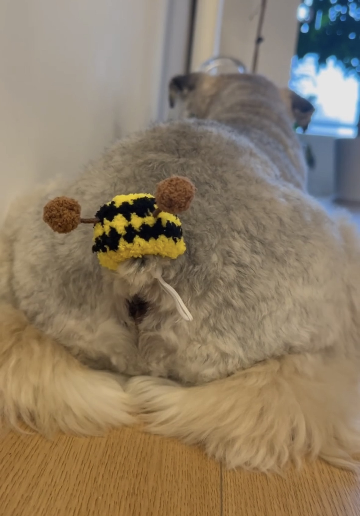 卡通仓鼠金丝熊帽子蜜袋鼯花枝鼠鹦鹉猫咪毛绒可爱小帽子拍照道具