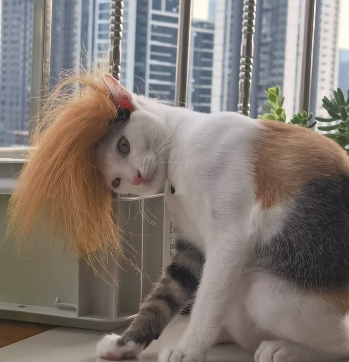 搞怪宠物帽子猫咪狗狗毛绒帽子假发头套黄毛拍照道具节日氛围头饰