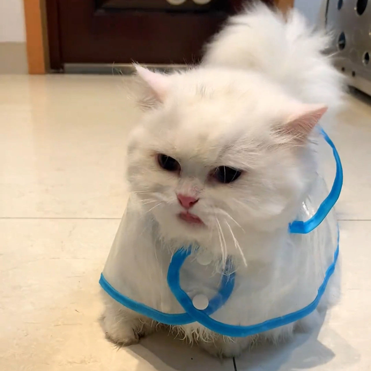 全包雨小披风防水服透明斗篷带帽子宠物猫咪狗狗雨衣户外便携式