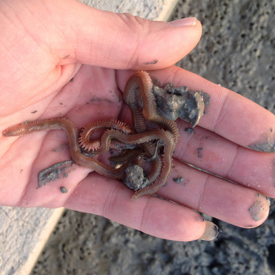 洋泽饵业活青虫红k青虫沙蚕船钓海钓活饵蚓蜈蚣鲈鱼海钓饵汕头发