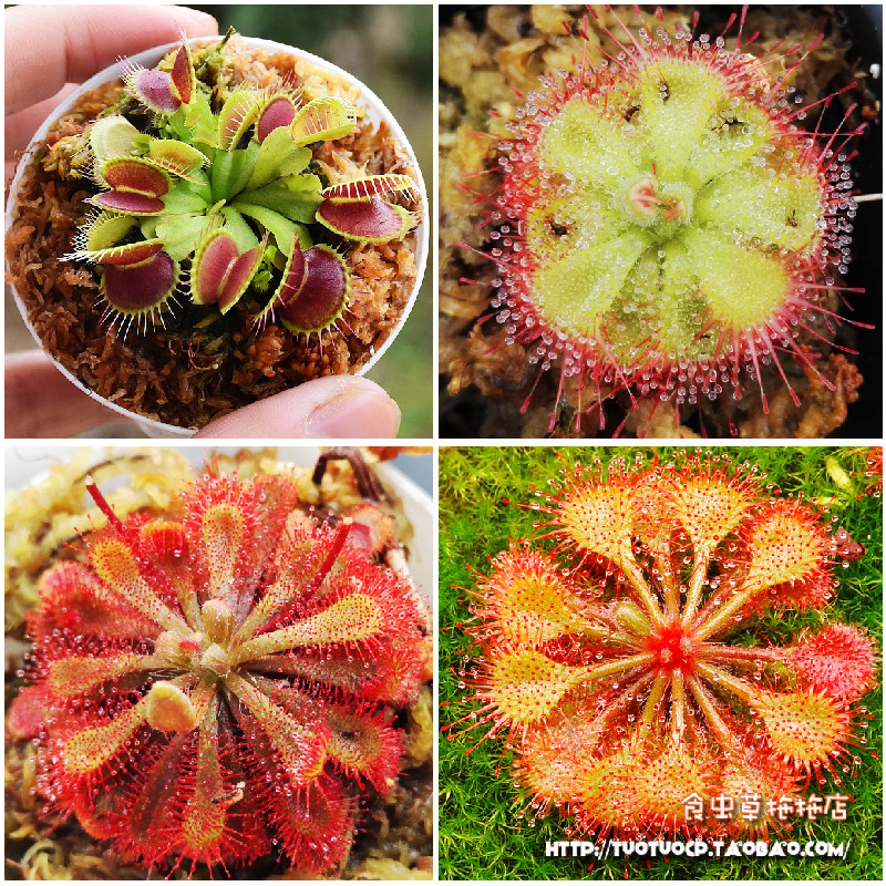 食虫植物-捕蝇草瓶子草猪笼草茅膏D菜盆栽食虫草【新手套餐包邮】